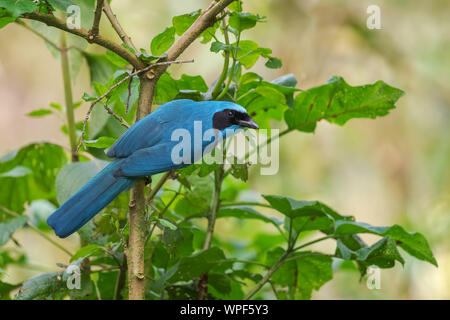 Il turchese Jay - Cyanolyca turcosa, splendide Blue Jay dalle pendici andine, Guango Lodge, Ecuador. Foto Stock