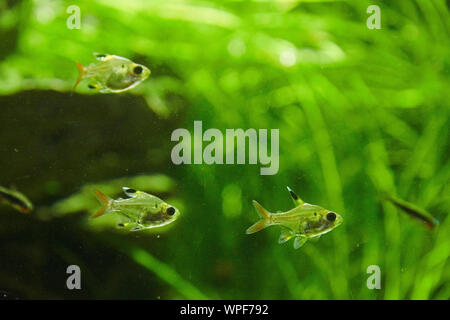 Vecchio fishfarm a Singapore dove coralli, barriere coralline e i pesci sono cresciuti per hobby acquari Foto Stock