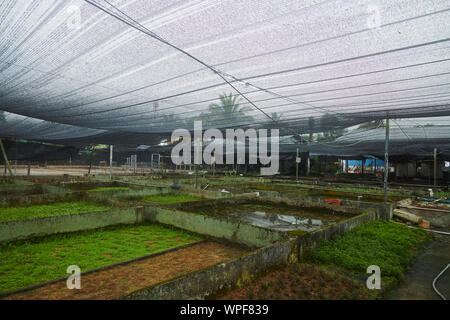 Vecchio fishfarm a Singapore dove coralli, barriere coralline e i pesci sono cresciuti per hobby acquari Foto Stock