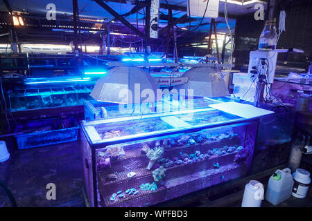 Vecchio fishfarm a Singapore dove coralli, barriere coralline e i pesci sono cresciuti per hobby acquari Foto Stock