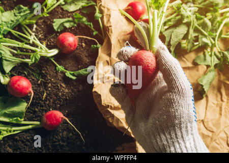 L'agricoltore che detiene raccolte ravanello, stretta di mano con vegetali di radice Foto Stock