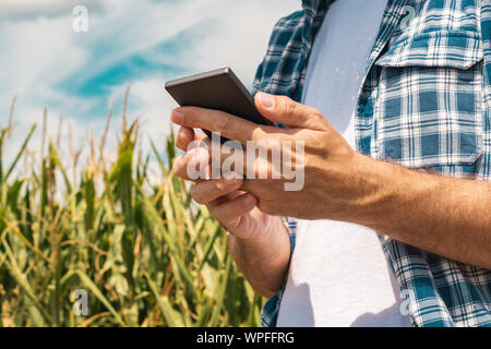 Agronomo la digitazione di un messaggio di testo sullo smartphone nel campo di mais sulle soleggiate giornate estive, utilizzando le moderne tecnologie per la comunicazione in agricoltura, c Foto Stock