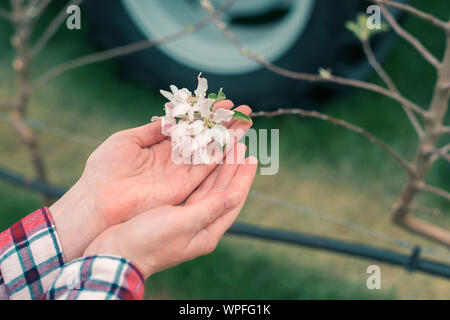 Agricoltore esaminando albero da frutta blossom nel frutteto, la stretta di mano femminile tocchi delicati fiori Foto Stock