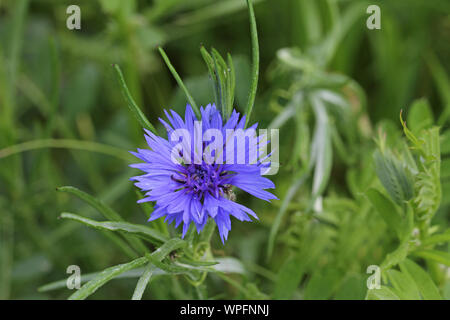 Blu brillante di fiordaliso nome latino centaurea cyamus fioritura in un prato in primavera a Colfiorito riserva naturale in Umbria Italia Foto Stock