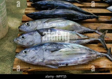 Tonni obesi sulla tavolozza di legno sul mercato del pesce su Maafushi Isola Maldives Foto Stock