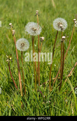 Tarassaco (Taraxacum officinale) seedheads clock e gambi di semi dispersi in erba dei pascoli in primavera, Berkshire, può Foto Stock