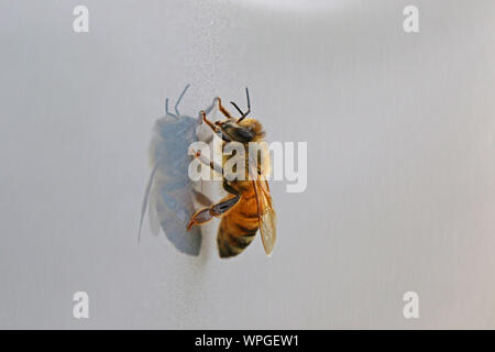 Il miele delle api o lavoratore bee extreme close up latino apis mellifera strisciando su una superficie lucida in primavera in Italia Foto Stock