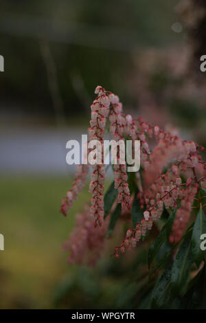 Vista dettagliata del cluster di rosa Sarcococca japonica (Giapponese andromeda) Piccoli fiori a forma di campanella dopo la pioggia nel parco Lithia, in primavera, Ashland, Oregon Foto Stock
