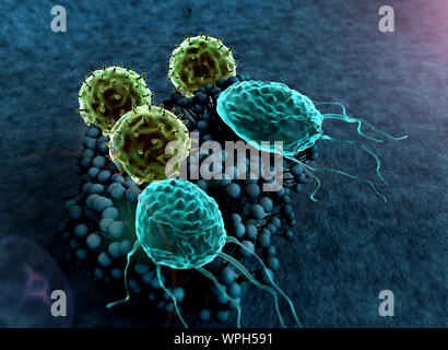 Virus e i macrofagi, linfociti T colonia di attacco di funghi, linfociti e fagociti colonia di attacco di funghi, sistema immunitario umano attaccare il fungo Foto Stock