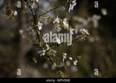 Vista dettagliata del bianco ciliegio sbocciare fiori e rami scuro in primavera su un verde scuro dello sfondo della foresta di Ashland, Oregon, Stati Uniti d'America Foto Stock