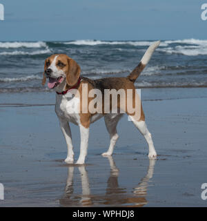 Beagle Foto Stock