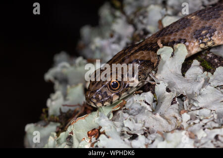 Testa di un serpente di frusta occidentale (Coluber viridiflavus) su muschio bianco in Sardegna / Sardegna, Italia Foto Stock