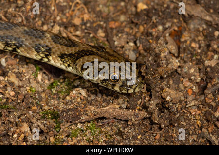 Testa di un serpente di frusta occidentale (Coluber viridiflavus) su una roccia in Sardegna Foto Stock
