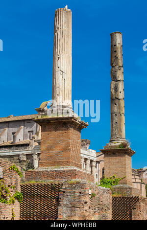 Colonne onorarie al Foro Romano a Roma Foto Stock