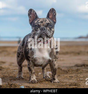 Bulldog francese Merle Foto Stock