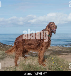 setter irlandese Foto Stock