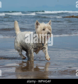 West Highland White Terrier Foto Stock