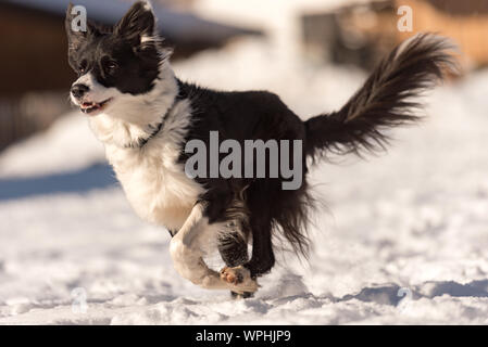 Giovani carino Border Collie cane in inverno nevoso. Esecuzione del cane e del divertimento nella neve Foto Stock