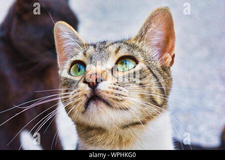 Close-up foto di un grigio e bianco gatto randagio, giovane maschio kitty con bellissimi occhi verdi Foto Stock
