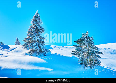 I cumuli di neve profonda circondano l'abete rosso, rivestito con smalto il ghiaccio e la brina, di appesantire i loro rami con carico pesante, Zwolferhorn, St Gild Foto Stock