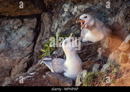 Coppia di Fulmars (Fulmarus glacialis) sul loro nido tra le rocce nel vento spot ombreggiata a esposto scogliere sul mare ed è comparso a gridare ad ogni altro. Bray Foto Stock