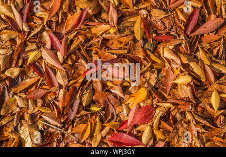 Foglie di autunno e tappeti e sfondo del fogliame Foto Stock