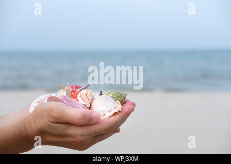 Molte conchiglie sulla donna con le mani in mano nella luce del tramonto. Foto Stock