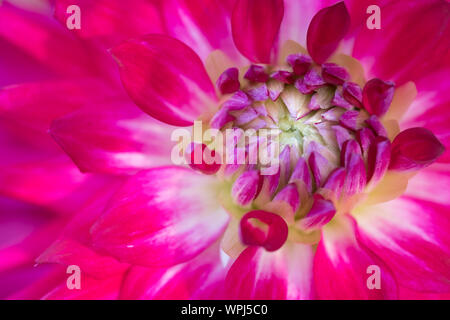 Rosso chiaro Fiore Dahlia per lo sfondo. Foto Stock