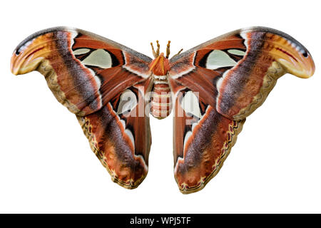 Attacus Atlas falene sono uno dei più grandi lepidopterans nel mondo. Foto Stock