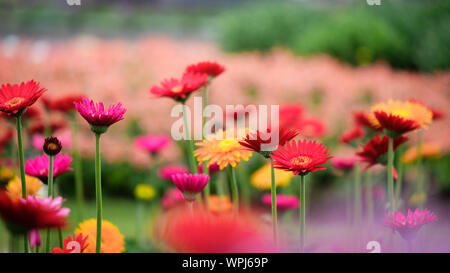 Bel colore arancione, rosso e giallo gerbera daisy fiore in giardino per la primavera e san valentino vacanza. Foto Stock