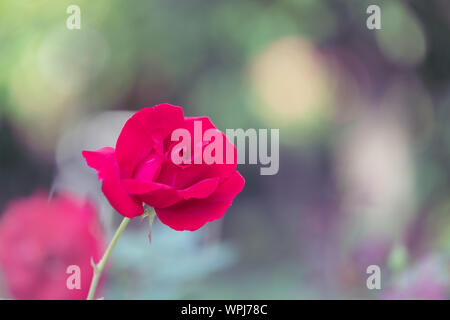 Bellissime rose rosse in primavera nel giardino. Foto Stock