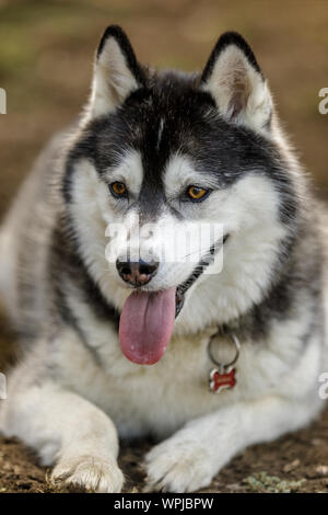 Siberian Husky maschio di riposo. Foto Stock