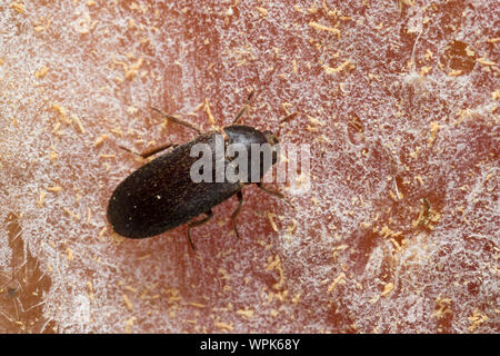 Zweifarbig Behaarter Speckkäfer, Dermestes haemorrhoidalis, Dermestes gulo, pelle beetle, nero dispensa Beetle, inceneritore beetle, Speckkäfer, Dermesti Foto Stock