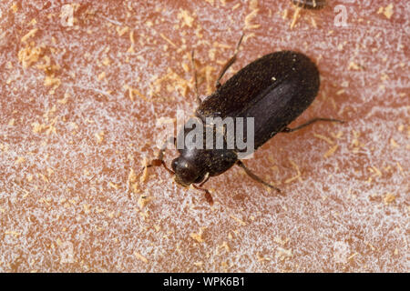 Zweifarbig Behaarter Speckkäfer, Dermestes haemorrhoidalis, Dermestes gulo, pelle beetle, nero dispensa Beetle, inceneritore beetle, Speckkäfer, Dermesti Foto Stock