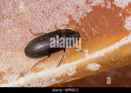 Zweifarbig Behaarter Speckkäfer, Dermestes haemorrhoidalis, Dermestes gulo, pelle beetle, nero dispensa Beetle, inceneritore beetle, Speckkäfer, Dermesti Foto Stock