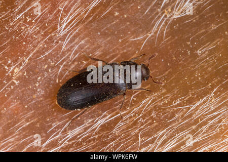 Zweifarbig Behaarter Speckkäfer, Dermestes haemorrhoidalis, Dermestes gulo, pelle beetle, nero dispensa Beetle, inceneritore beetle, Speckkäfer, Dermesti Foto Stock