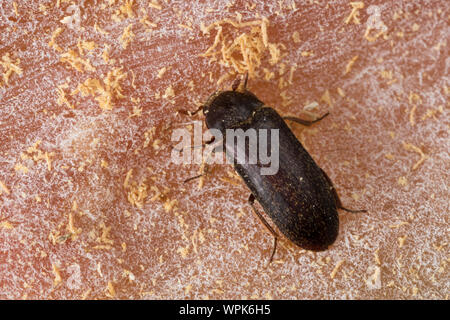 Zweifarbig Behaarter Speckkäfer, Dermestes haemorrhoidalis, Dermestes gulo, pelle beetle, nero dispensa Beetle, inceneritore beetle, Speckkäfer, Dermesti Foto Stock