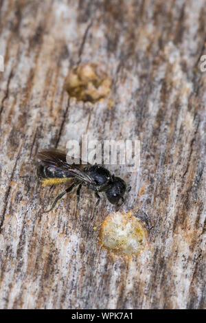 Löcherbiene, Gemeine Löcherbiene, Gewöhnliche Löcherbiene, Löcherbienen, un einer Insekten-Nisthilfe, Heriades truncorum, la Osmia truncorum, grande-heade Foto Stock