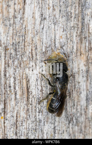 Löcherbiene, Gemeine Löcherbiene, Gewöhnliche Löcherbiene, Löcherbienen, un einer Insekten-Nisthilfe, Heriades truncorum, la Osmia truncorum, grande-heade Foto Stock