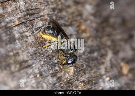 Löcherbiene, Gemeine Löcherbiene, Gewöhnliche Löcherbiene, Löcherbienen, un einer Insekten-Nisthilfe, Heriades truncorum, la Osmia truncorum, grande-heade Foto Stock