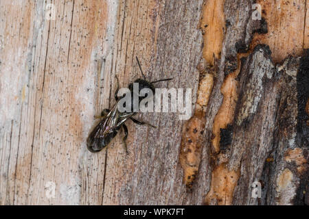 Löcherbiene, Gemeine Löcherbiene, Gewöhnliche Löcherbiene, Löcherbienen, un einer Insekten-Nisthilfe, Heriades truncorum, la Osmia truncorum, grande-heade Foto Stock