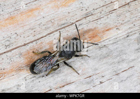 Löcherbiene, Gemeine Löcherbiene, Gewöhnliche Löcherbiene, Löcherbienen, un einer Insekten-Nisthilfe, Heriades truncorum, la Osmia truncorum, grande-heade Foto Stock