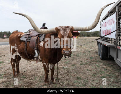 Longhorn che accompagna il vecchio timey cuocere fino alla strada dal Cowboy Mardi Gras in poco Bandera, Texas, ad ovest di San Antonio Foto Stock
