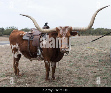 Longhorn che accompagna il vecchio timey cuocere fino alla strada dal Cowboy Mardi Gras in poco Bandera, Texas, ad ovest di San Antonio Foto Stock