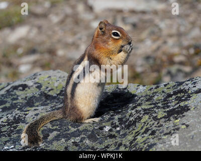 Golden-mantled scoiattolo di terra di mangiare semi Foto Stock