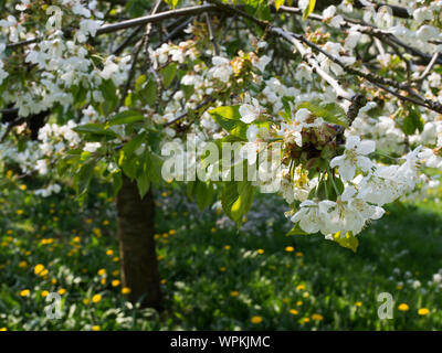 Orchard in Germania in primavera. Gli alberi di ciliegio sono in fiore, e fiori di campo può essere visto. Foto Stock