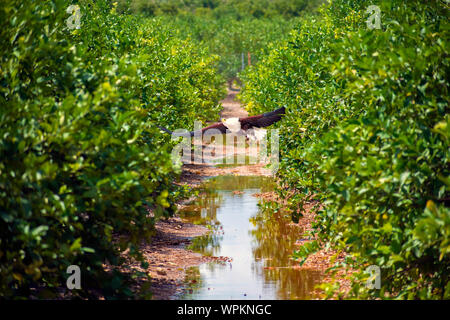 L'African fish eagle noto anche come il mare africano eagle o Haliaeetus vocifer, volare su alberi di limoni in Spagna Foto Stock