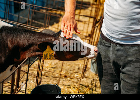 Mano umana tocca e tratti i giovani vitelli di testa. Foto Stock