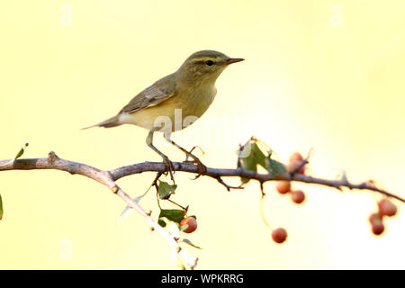 Phylloscopus trochilus Foto Stock