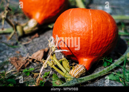 Red kuri squash a destra prima del raccolto, close-up Foto Stock